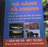 Cá Cảnh Bá Phong Đăk Lăk