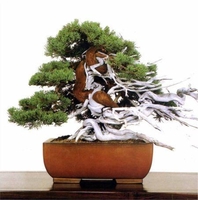 Miền Đông Bonsai Decor 