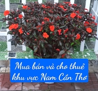 LAM NGỌC NAM CẦN THƠ