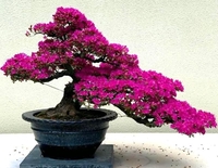 Bonsai và chim cảnh