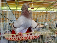 Gầm Ghì Pigeons