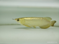 Arowana The Fish