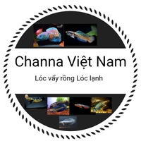 Channa Việt Nam