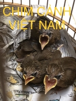 CHIM CẢNH VIỆT NAM