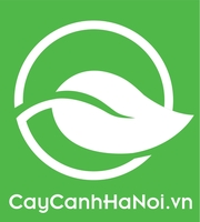 Cây Cảnh Hà Nội