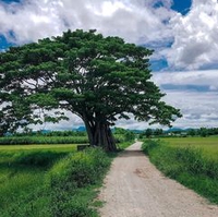 Hổ Bđs