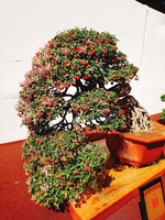 Bonsai Quang Châu 