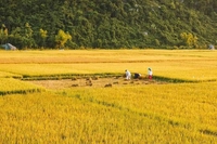 Bùi Văn Thảo