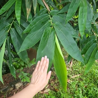 Tiệm Buddha 