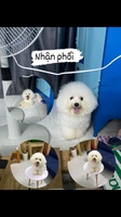 poodle pet house