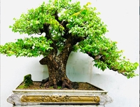 Trí Bonsai