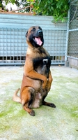 TRẠI MALINOIS ĐỒNG THÁP