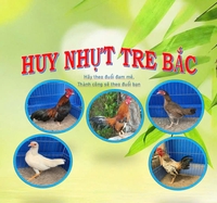 Huy Nhựt gà tre bắc 