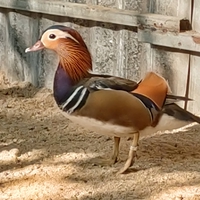 chim gà kiểng trảng bom