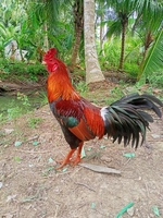  Duy chicken