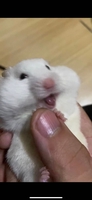 Hamster