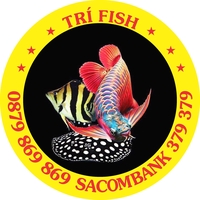 Tri fish