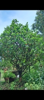 bonsai hoàng mộc 